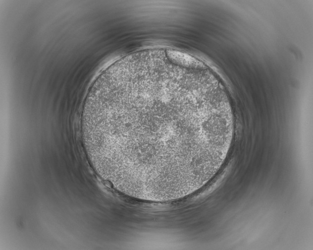 X0000110981145200907310944