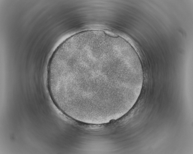 X0000110981147200907310944