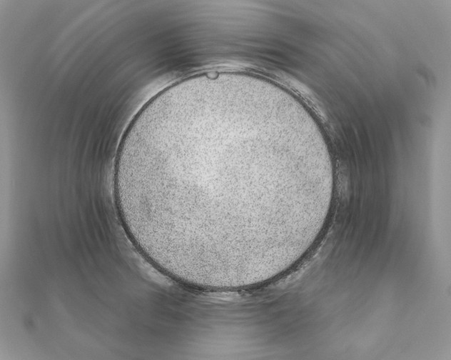 X0000110981186200907310943