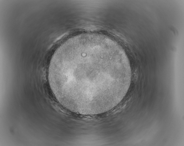X0000110981205200907310942