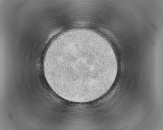 X0000110981210200907310942