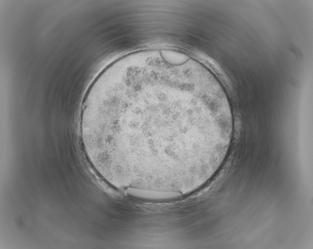 X0000110981236200907310943