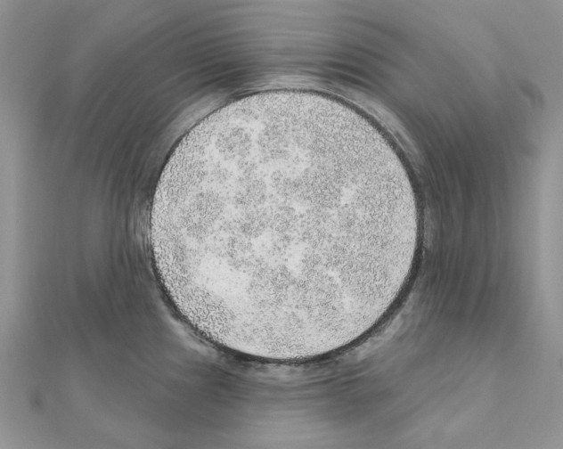 X0000110981241200907310943