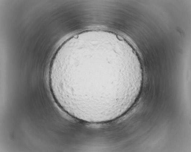 X0000110981245200907310943