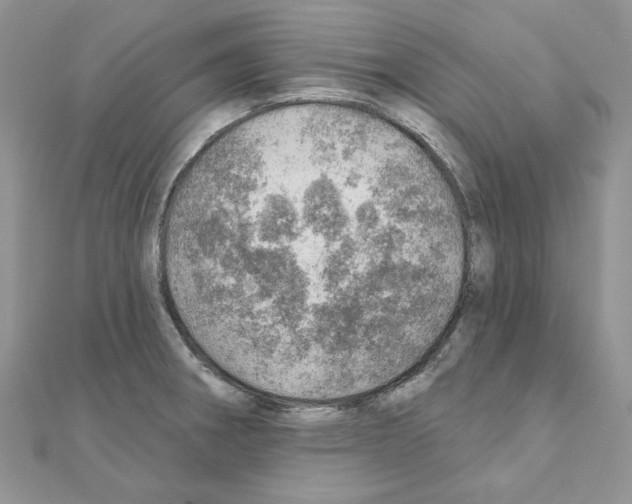X0000110981282200907310942