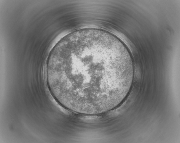 X0000110981290200907310942