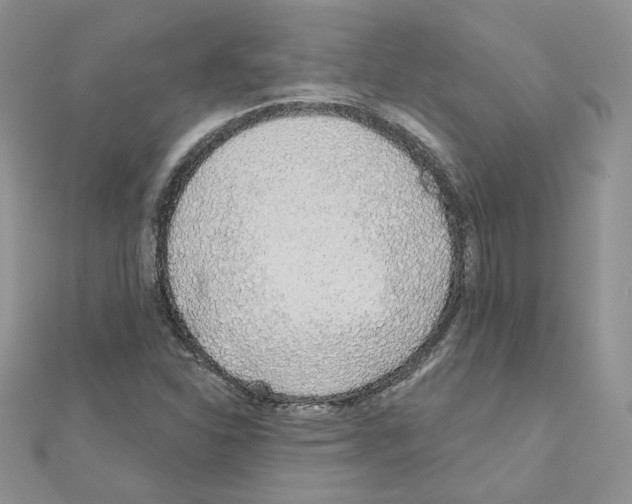 X0000110981310200907310941