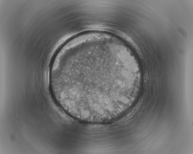 X0000110981323200907310941