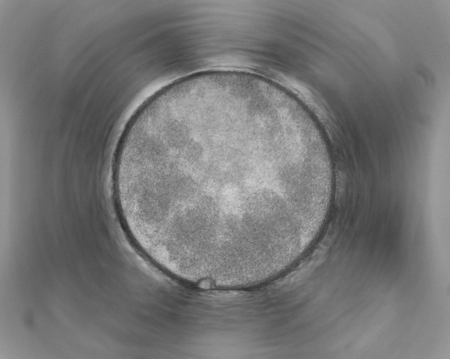 X0000110981331200907310942