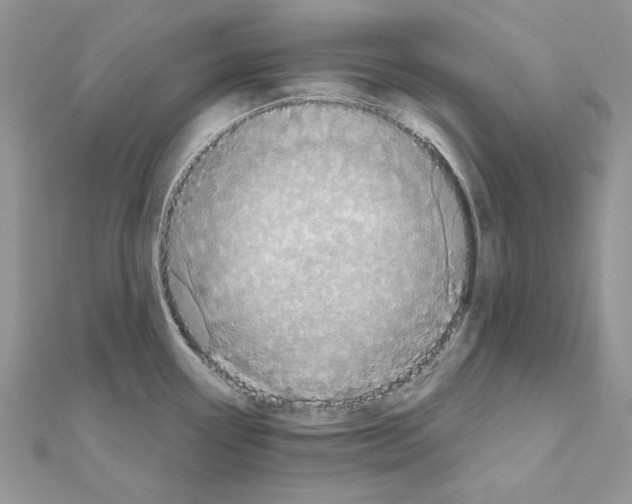 X0000110981338200907310942