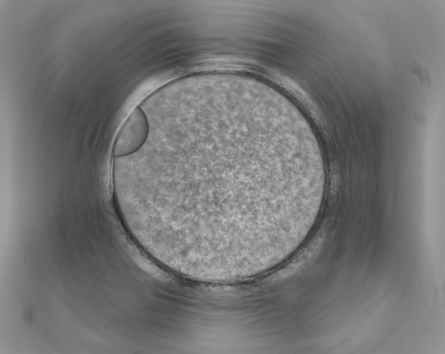 X0000110981370200907310941