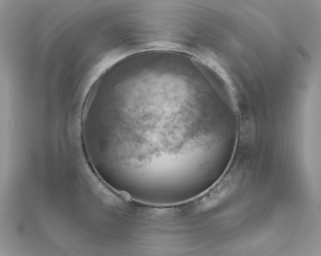 X0000110981381200907310941