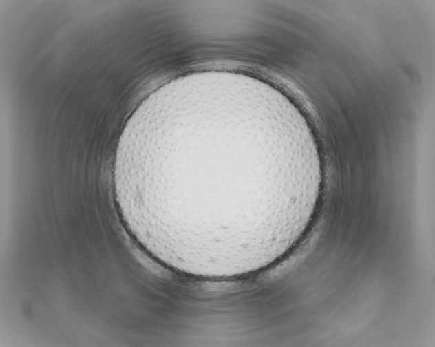 X0000110981425200907310940