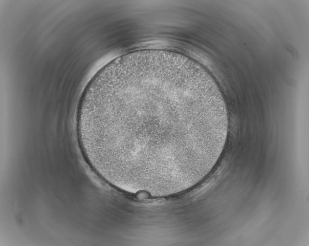 X0000110981426200907310940