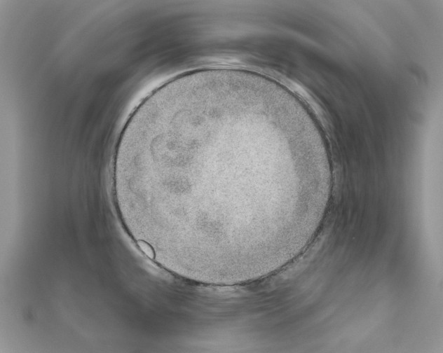 X0000110981432200907310940