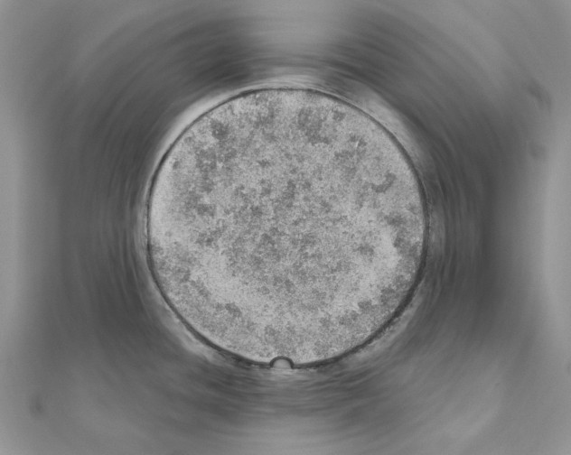 X0000110981436200907310940