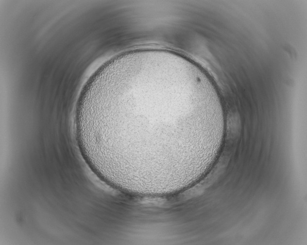 X0000110981466200907310940