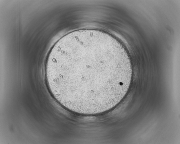 X0000110981467200907310940