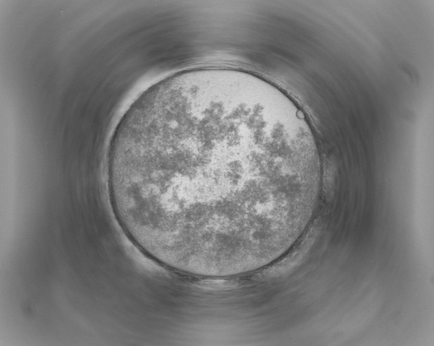 X0000110981478200907310939