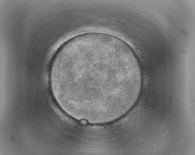 X0000110981503200907310939