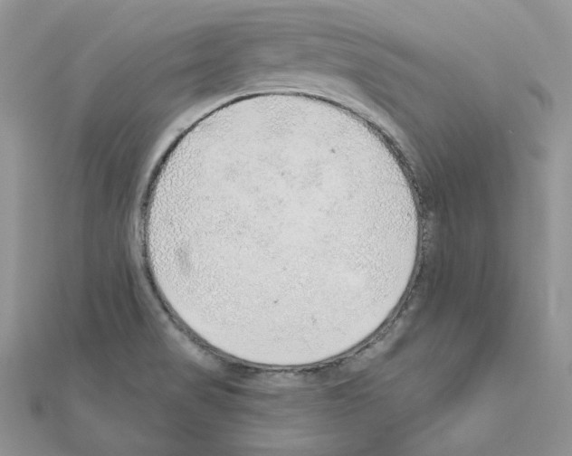 X0000110981517200907310939