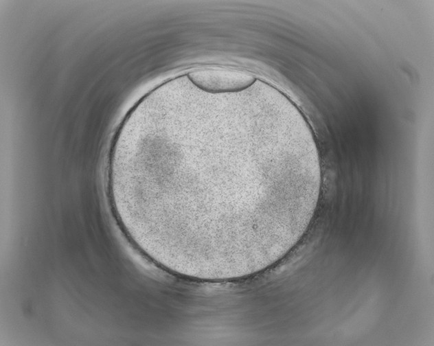 X0000110981523200907310939