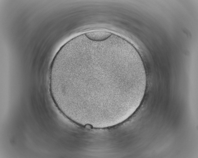 X0000110981526200907310939