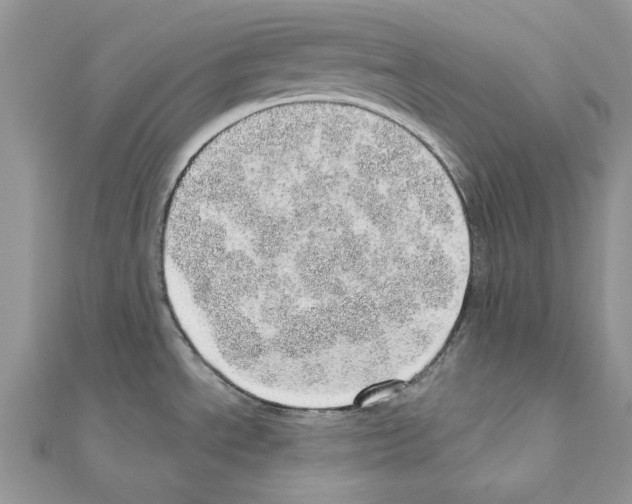 X0000110981534200907310939
