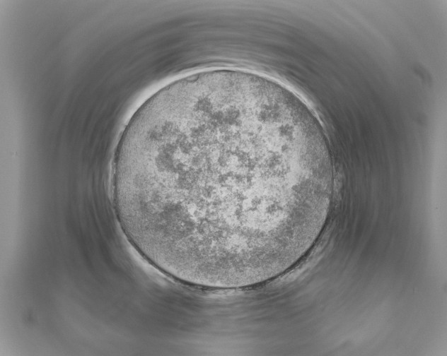 X0000110981535200907310939