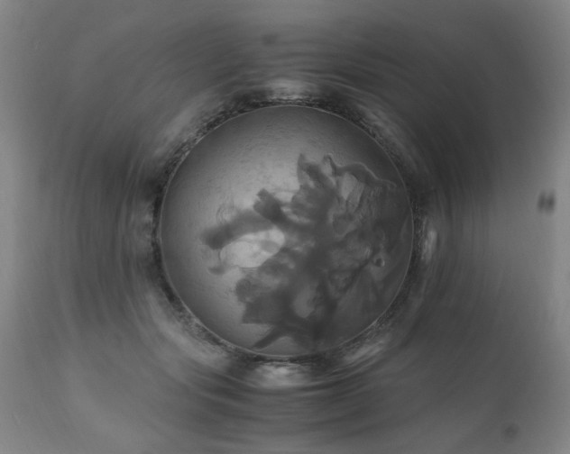 X0000110990557200906191429