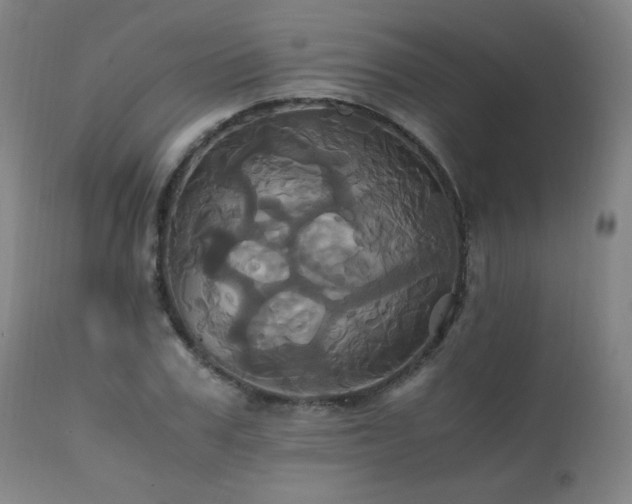 X0000110990979200906191423