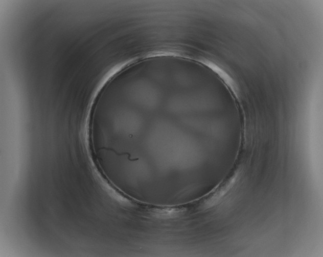 X0000110990949200906261447