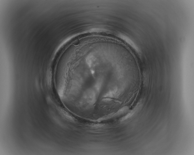 X0000110991021200906261445