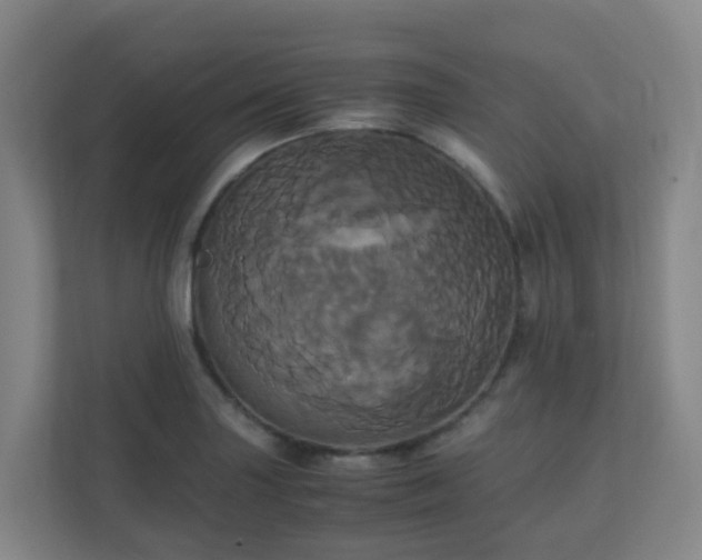 X0000110991227200906261443
