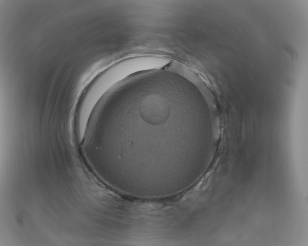 X0000110990340200907022121