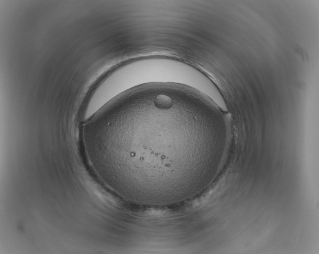 X0000110990350200907022121