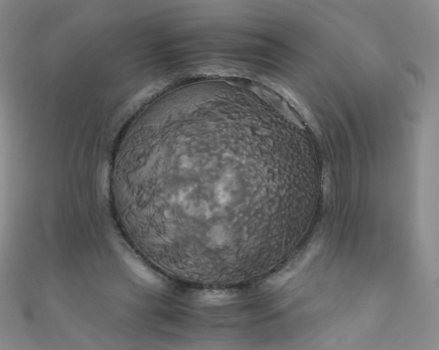 X0000110990445200907022120