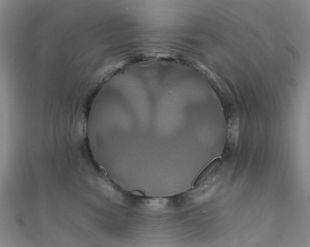 X0000110990474200907022120