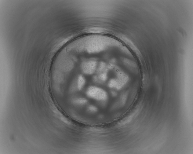 X0000110990529200907022118