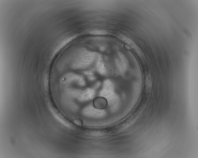 X0000110990533200907022118