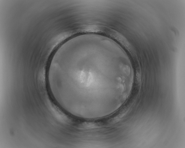 X0000110990534200907022118