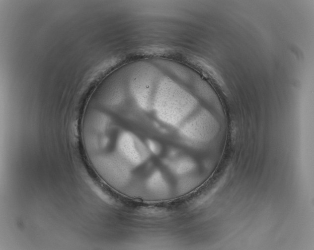 X0000110990633200907022117