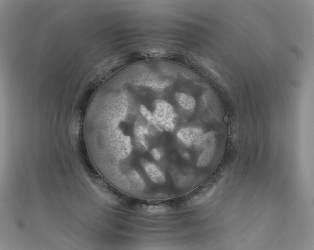 X0000110990645200907022117