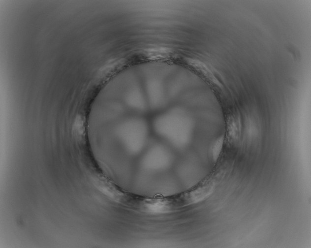 X0000110990667200907022117