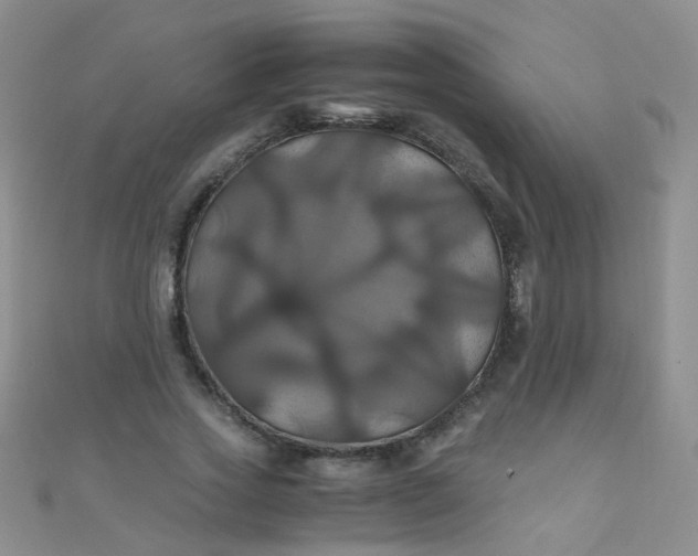 X0000110990733200907022116