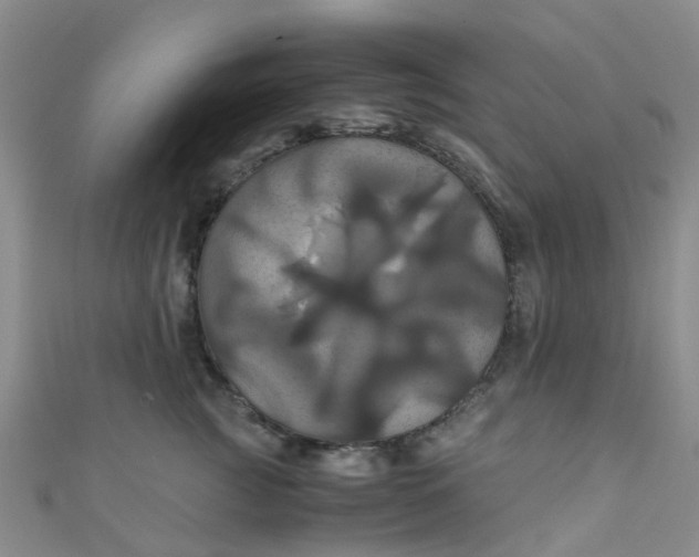 X0000110990761200907022116