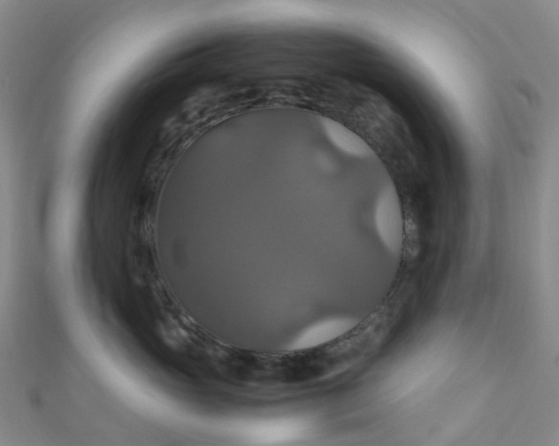 X0000110990765200907022116