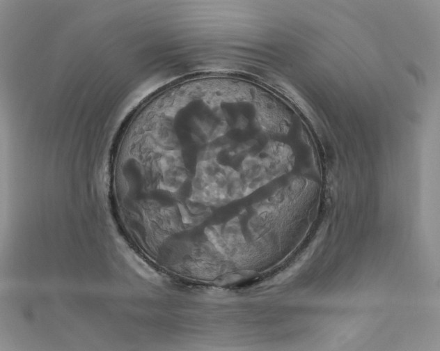 X0000110990787200907022115