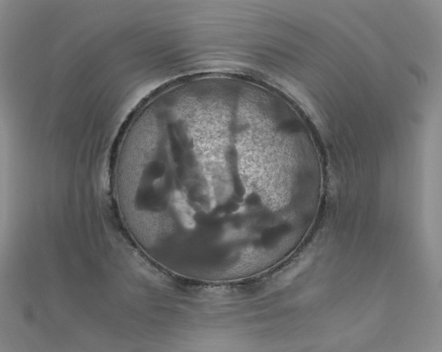 X0000110990883200907022114