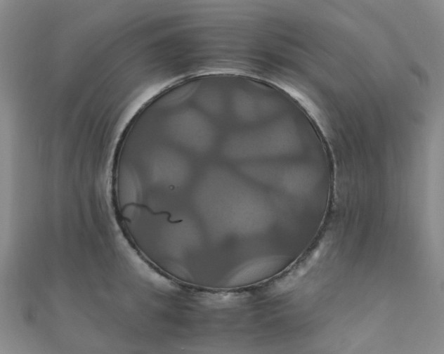 X0000110990949200907022114